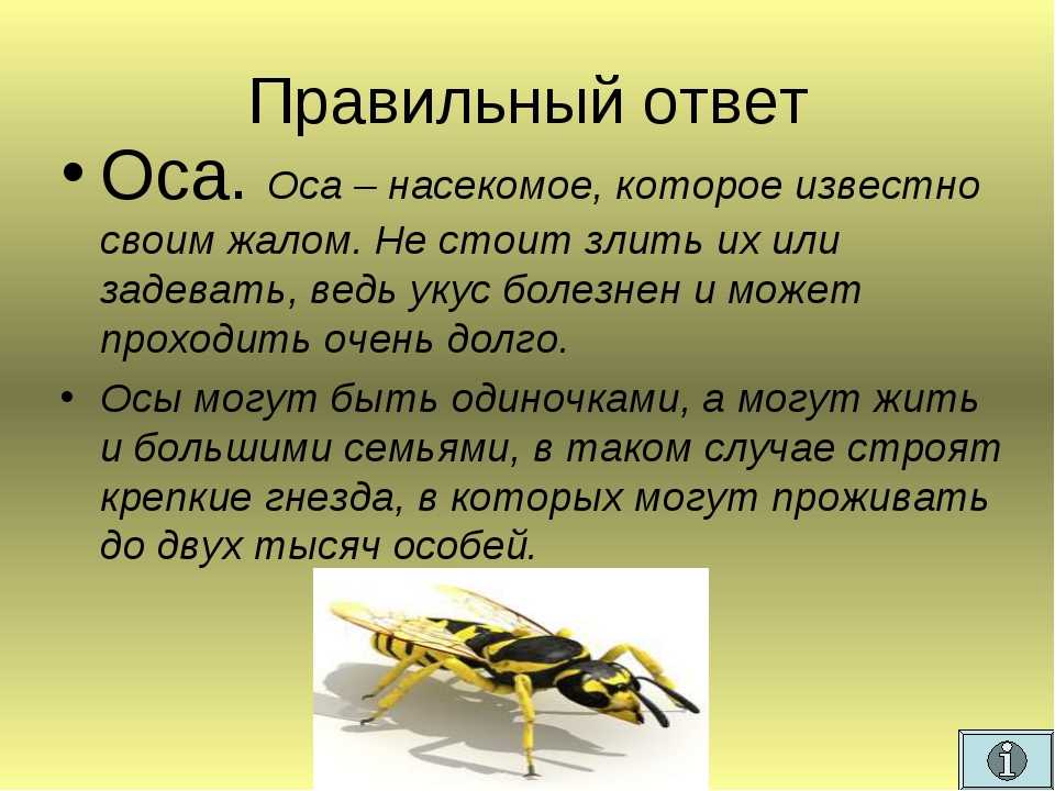 10 методов по избавлению от осиного гнезда