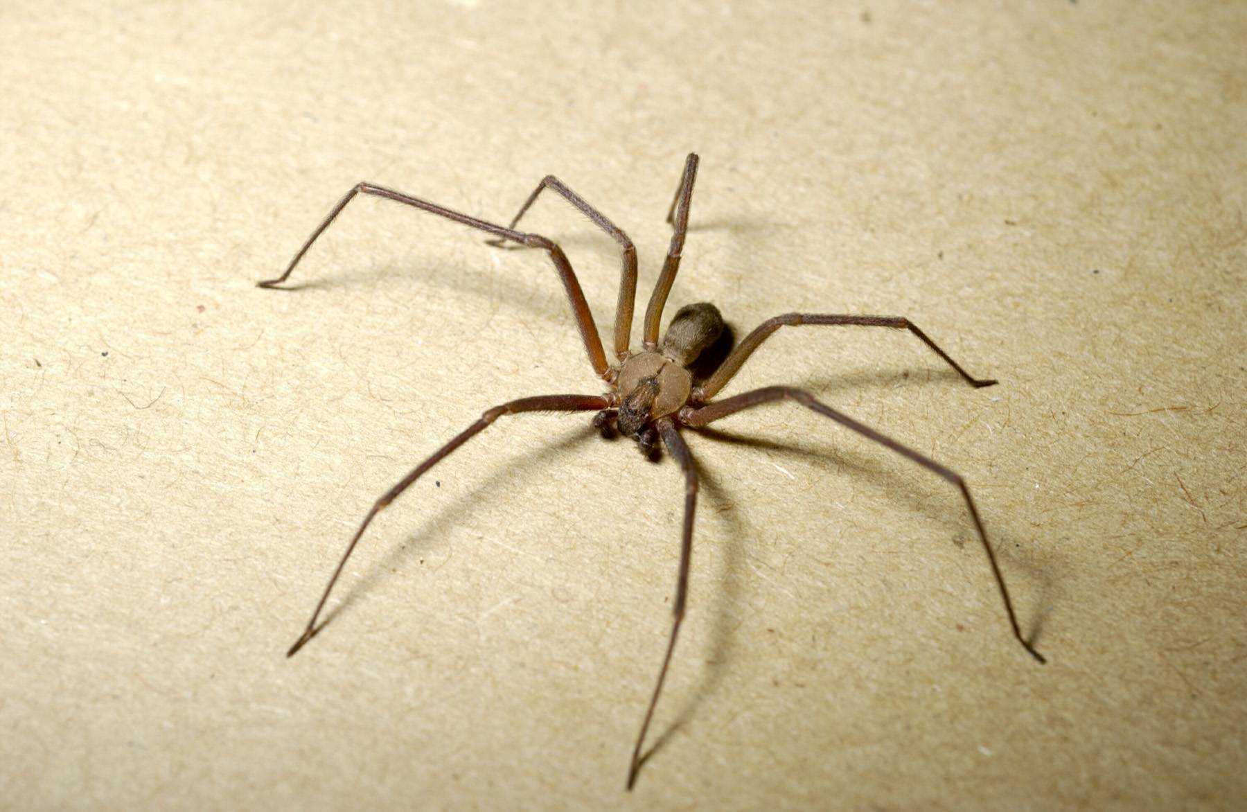Коричневый паук в россии. безобидный на вид и смертельно опасный – коричневый паук отшельник