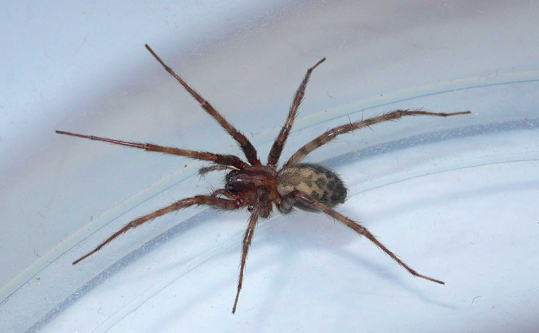 Огромный домашний паук
