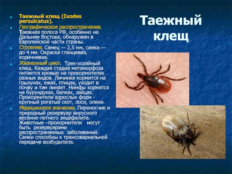 Полезные животные в саду: насекомые. | russianpermaculture.ru