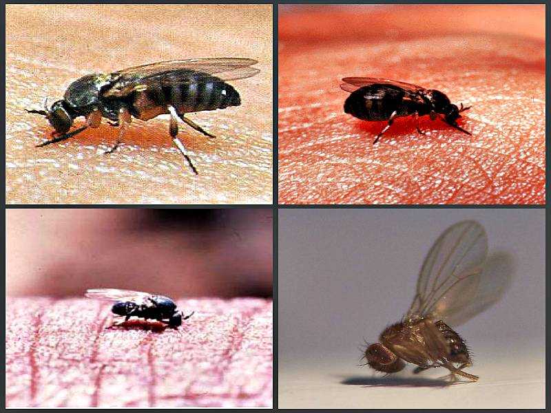 Почему мухи кусаются