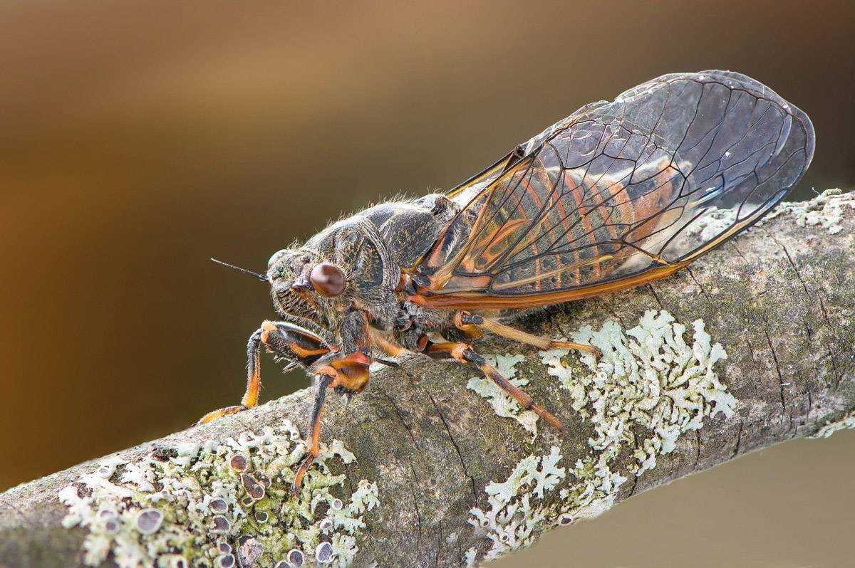 Муха цикада: фото и описание