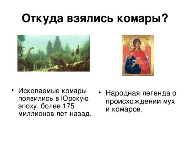 Откуда берутся комары, куда пропадают – основные вопросы сельских, городских жителей Насекомые благополучно зимуют, усиленно размножаются, больно кусаются Полный цикл развития от яйца до имаго – 60 дней
