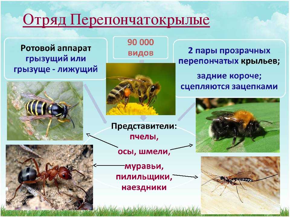 Как выглядит земляная оса и средства борьбы с опасным соседом (химические, кипяток и поджигание)