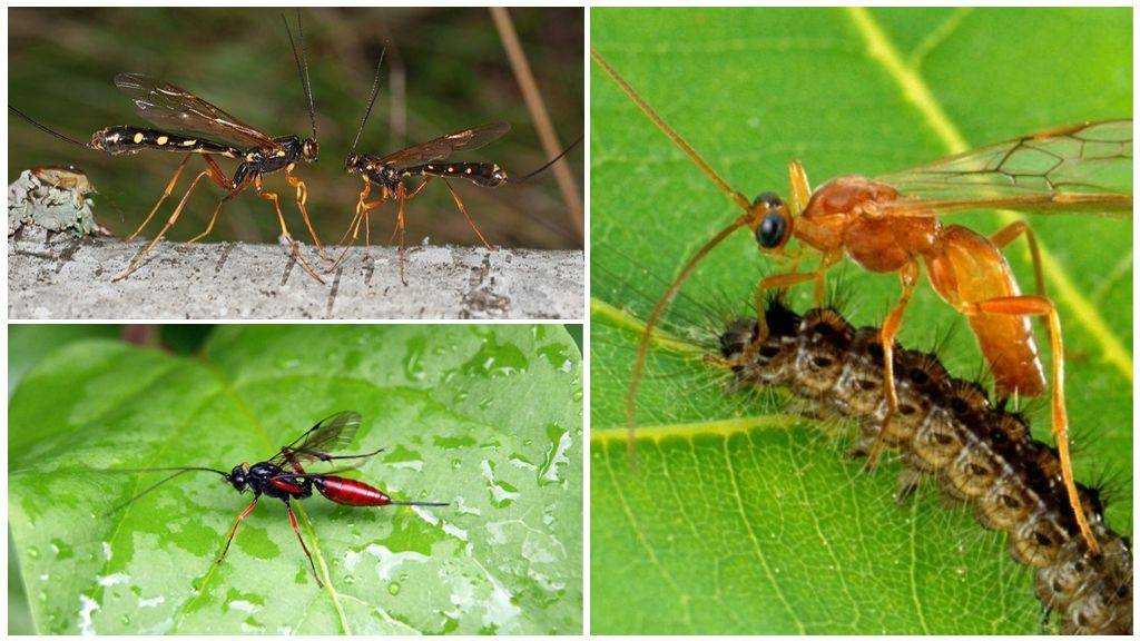 Наездник насекомое. образ жизни и среда обитания наездника | животный мир