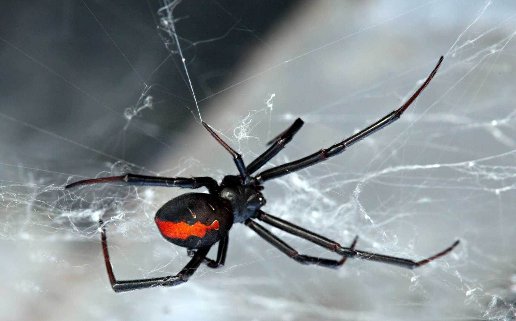Бразильский странствующий паук (банановый, блуждающий, паук-солдат): фото и описание, последствия укуса