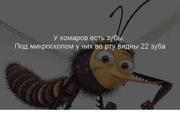 Из-за аномально теплой зимы в россии могут исчезнуть комары