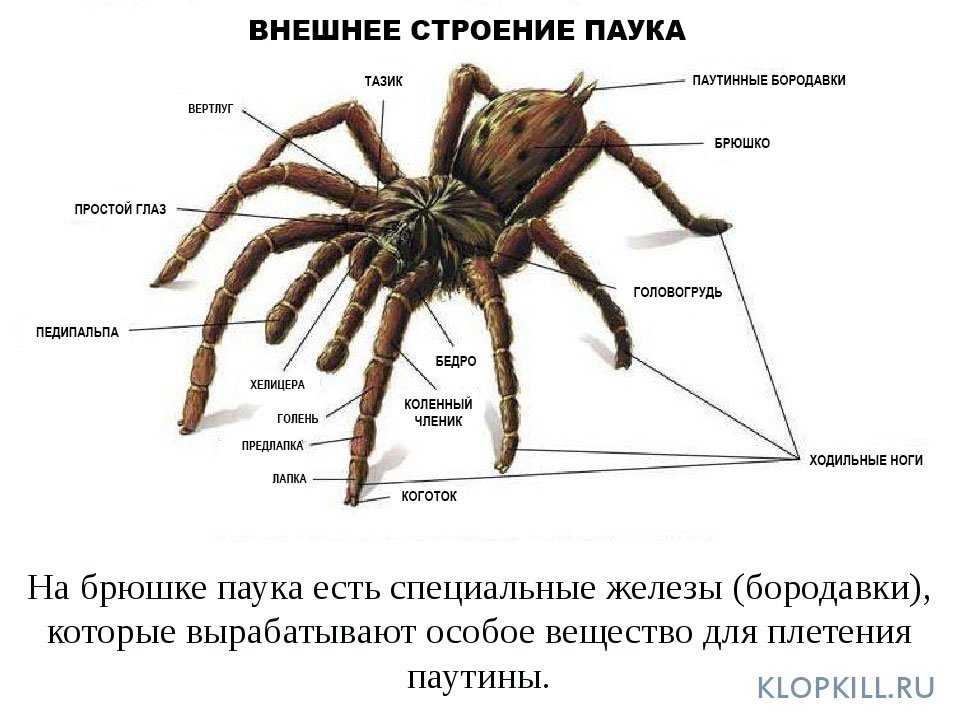 Какие признаки характерны для животного изображенного на рисунке паук