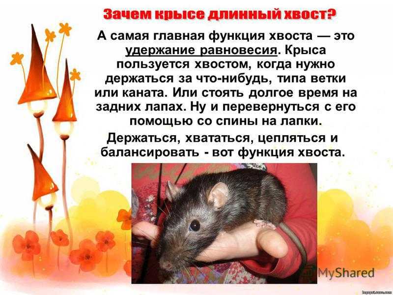 Речные крысы: название, фото с описанием, характеристика - truehunter.ru
