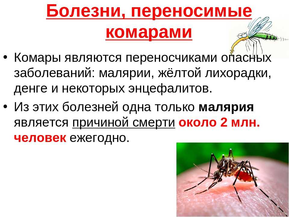 Муравьи-бульдоги: крайняя опасность