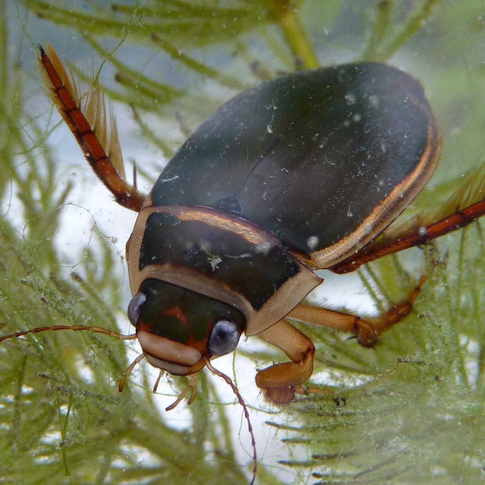 Плавунец жук. образ жизни и среда обитания жука плавунца | животный мир