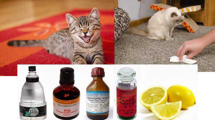 Как избавиться от запаха кошачьей мочи навсегда