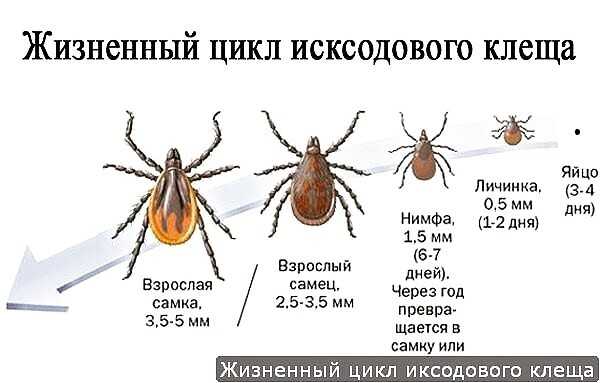 Клещ