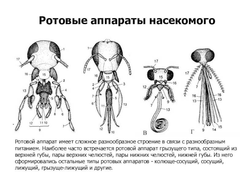 Для представителей какого отряда наиболее характерен представленный на рисунке ротовой аппарат