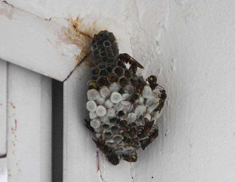Гнездо комаров в квартире фото