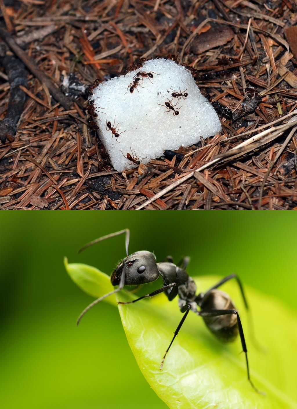 Большие муравьи на дачном участке