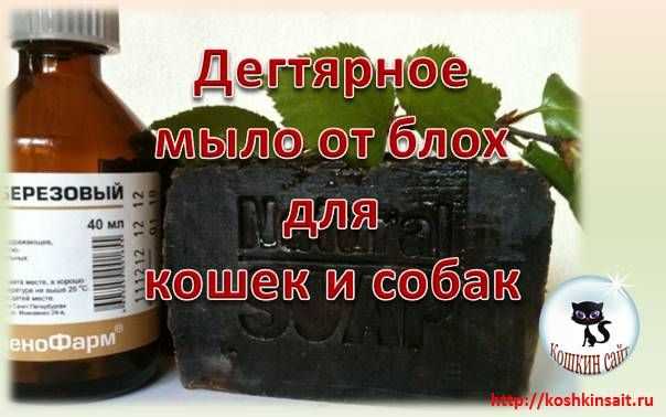 Дегтярное мыло поможет избавиться от блох у собаки | ваши питомцы