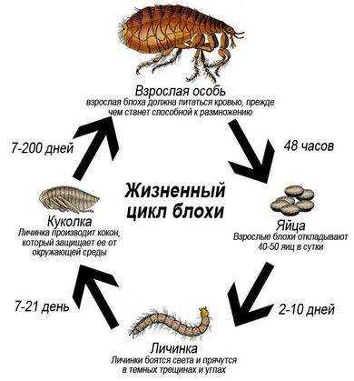 Блоха кошачья | справочник пестициды.ru