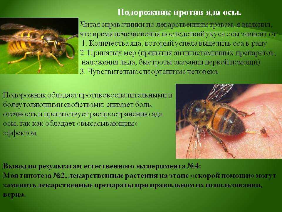 Укусы насекомых помочь. Укусы ядовитых насекомых. Презентация на тему укусы насекомых.