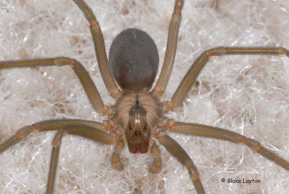 Чем опасен укус паука отшельника? где он обитает и чем питается?