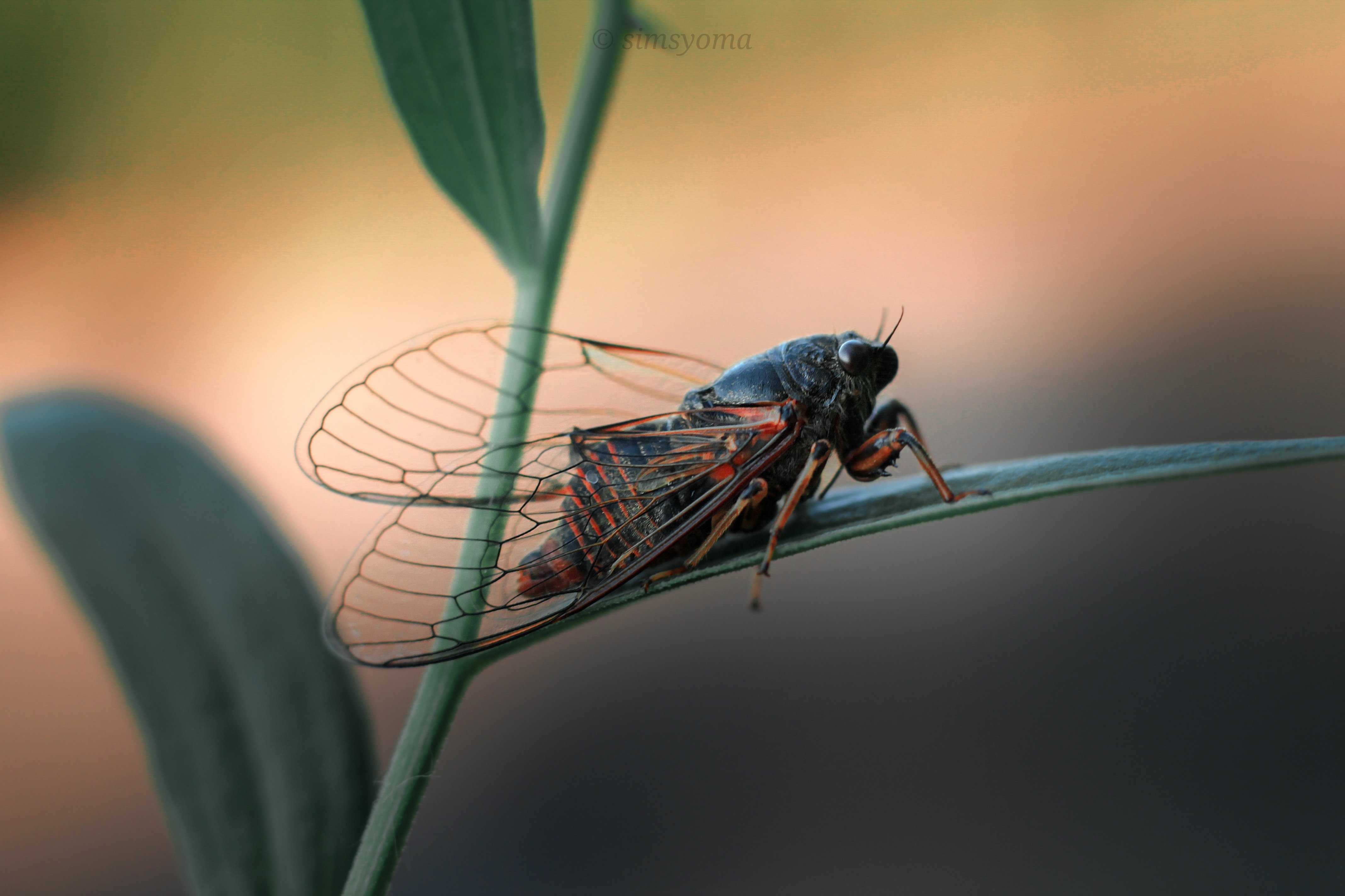 Кто такие цикады и как они выглядят: рассмотрим поющее насекомое детальней
