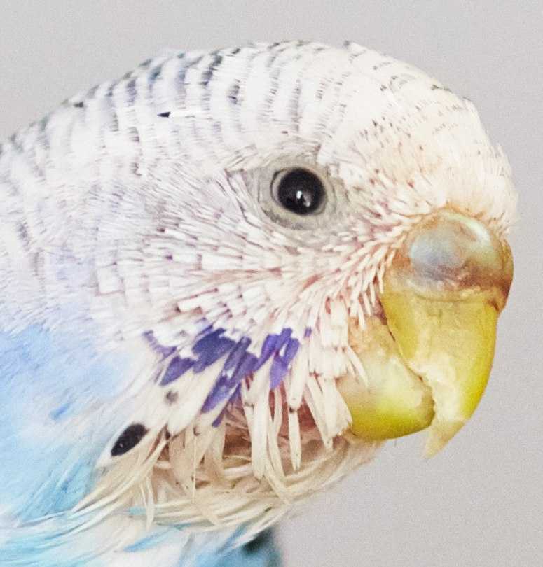 Какой должен быть клюв у волнистого попугая фото