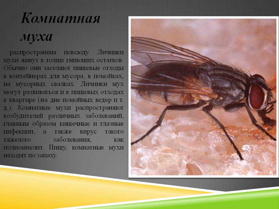 Чем питаются мухи в доме – чем кормить муху?:) — запись пользователя юля (ulashk) в сообществе домашние животные в категории наши любимцы!