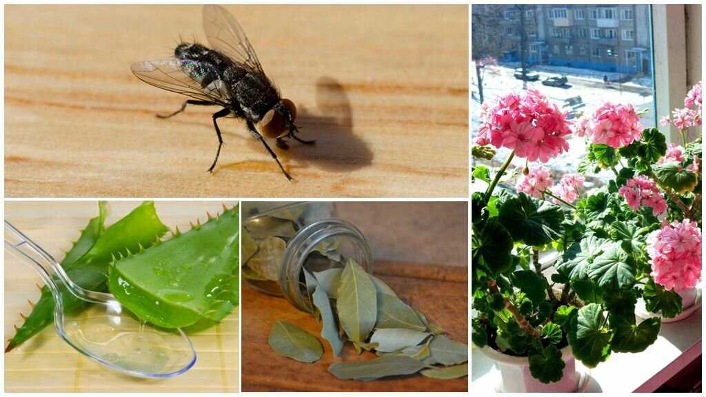 Цветочная муха как избавиться. Растения отпугивающие мух и комаров. Цветы которые отпугивают мух. Растение от мух в доме. Комнатные цветы отпугивающие насекомых.