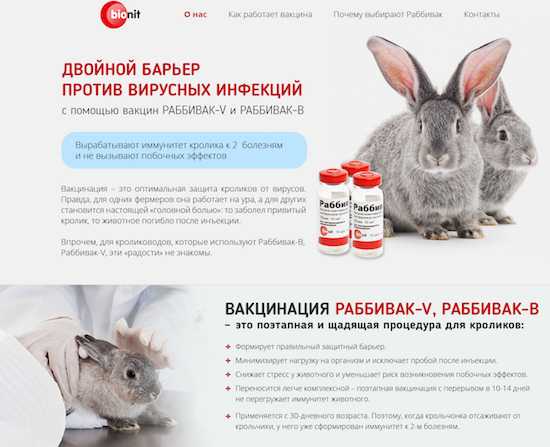 Прививки кроликам: какие и когда делать, схема вакцинации для начинающих