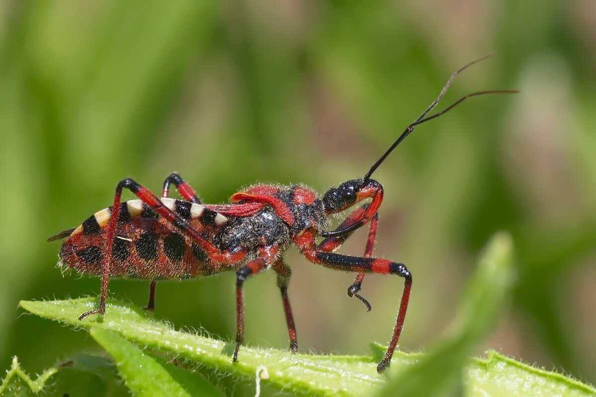 Самые опасные насекомые в мире:  фото с названиями