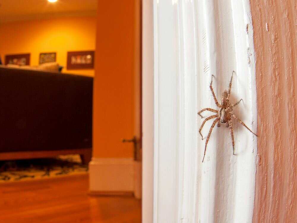 Паук в доме, примета про пауков