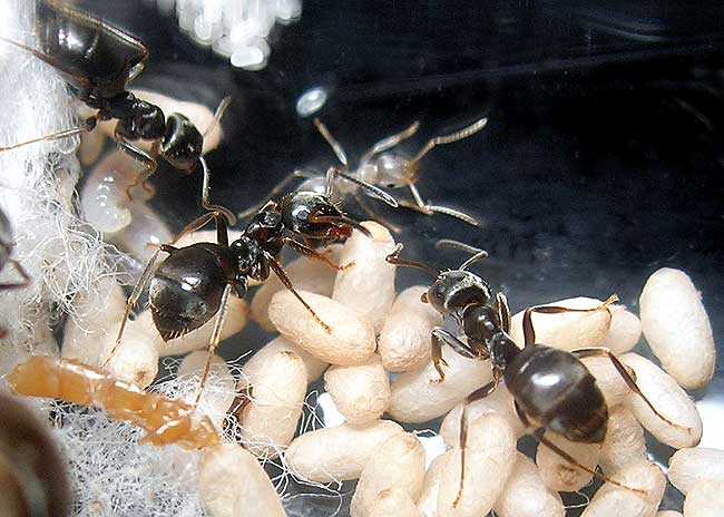 Как избавиться от фараоновых муравьев в квартире. матка домашних муравьев — как она выглядит и где искать?