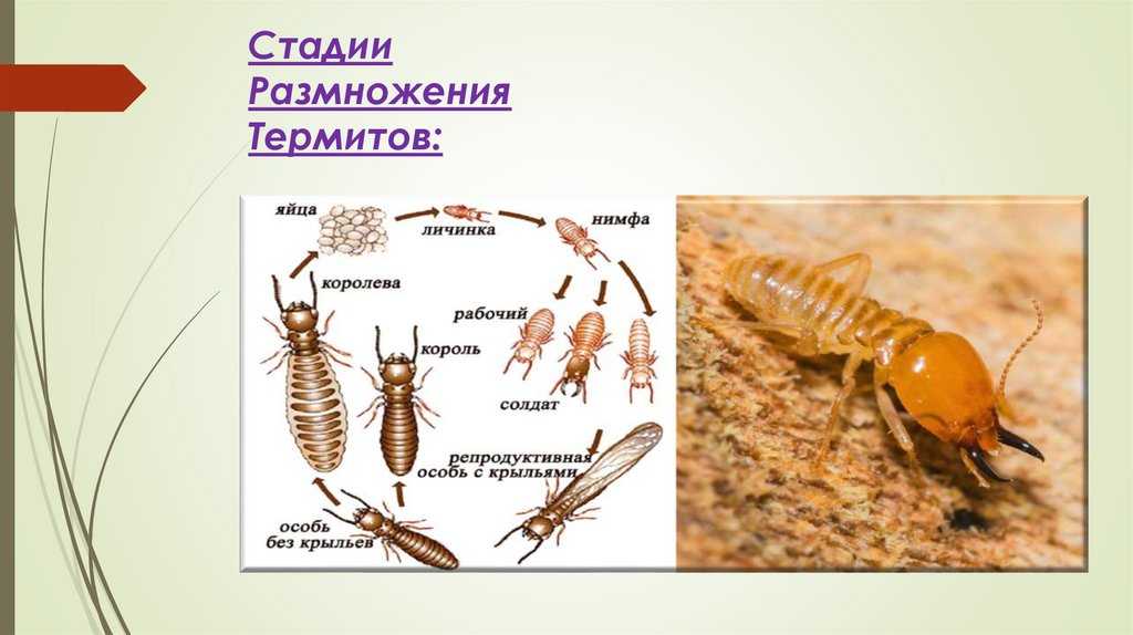 Карта королевы термитов