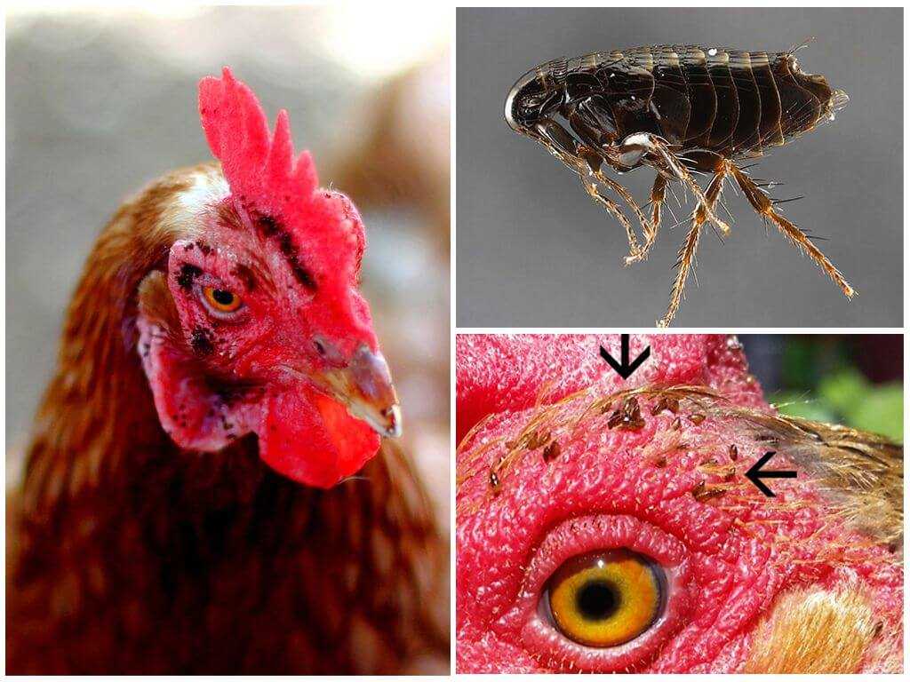 Как избавить кур от блох Особенности куриных блох Жизненный цикл и размножение Какой вред наносят куриные блохи Химические средства