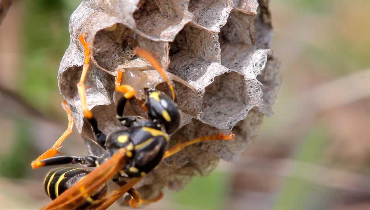 Как устроено осиное гнездо: материалы, размеры и расположение дома насекомых