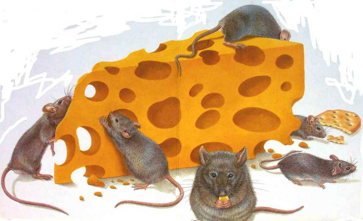 Чем мышь питается? что едят мыши в природе?