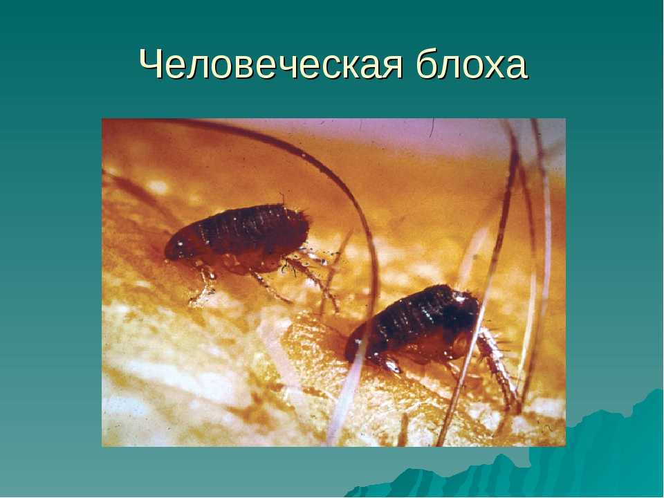 Блоха человека | справочник пестициды.ru