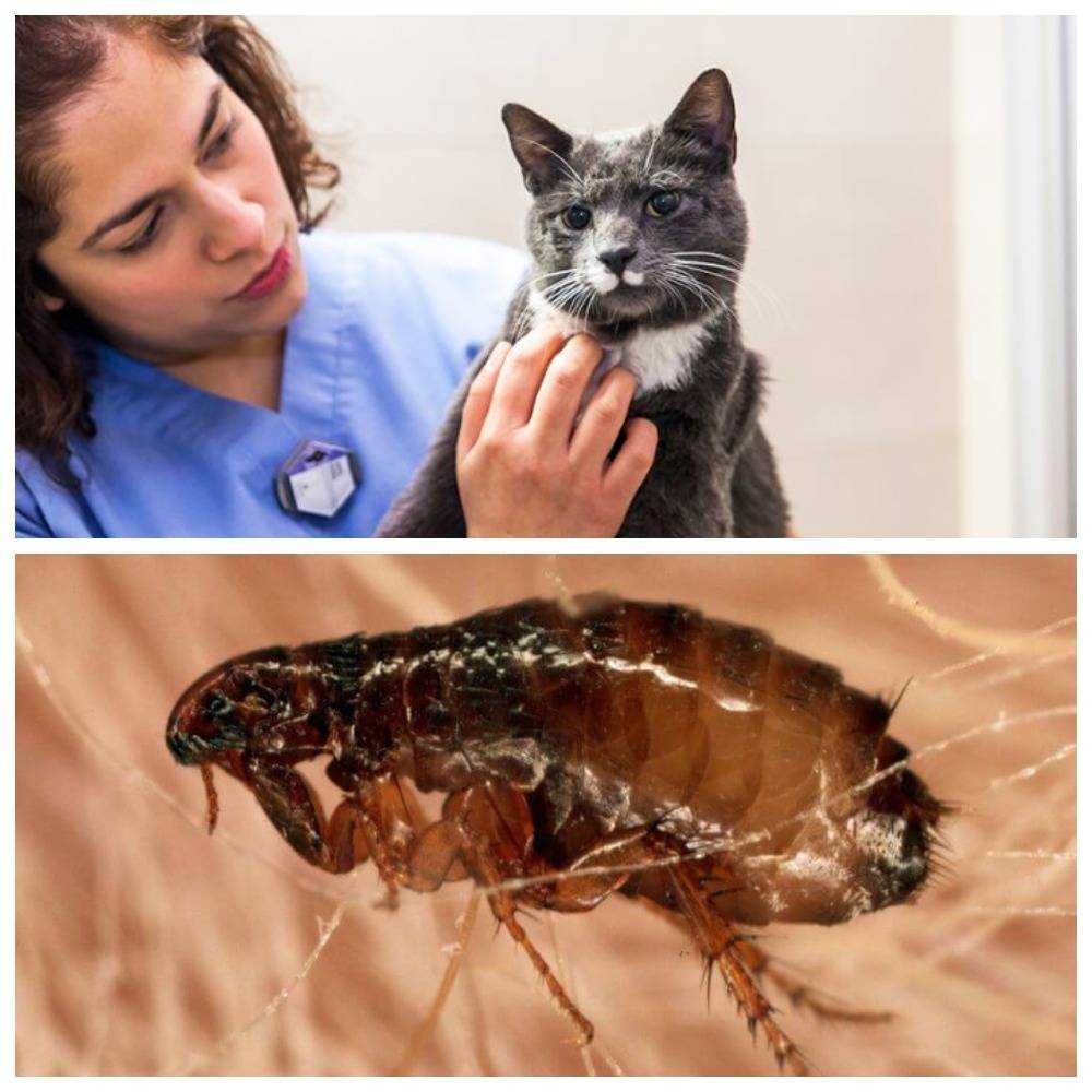 Могут ли блохи от кота перейти на человека, опасны кошачьи паразиты или нет?