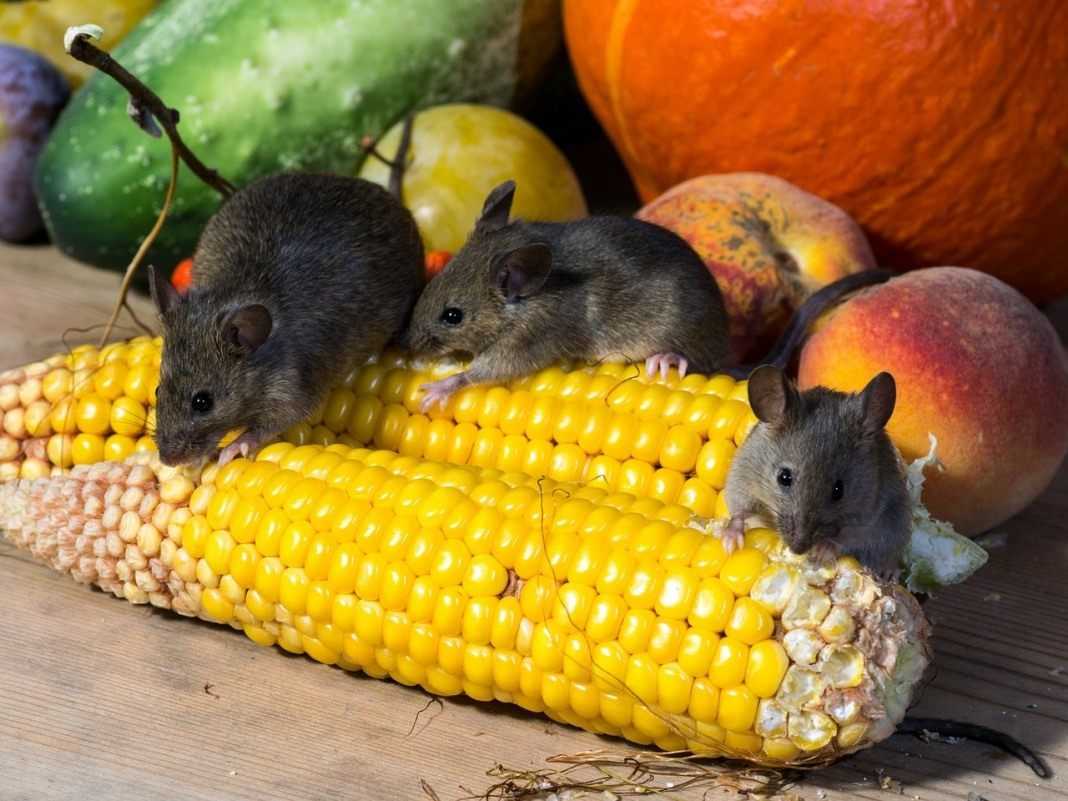 Все о крысах - интересные факты, виды и их описание