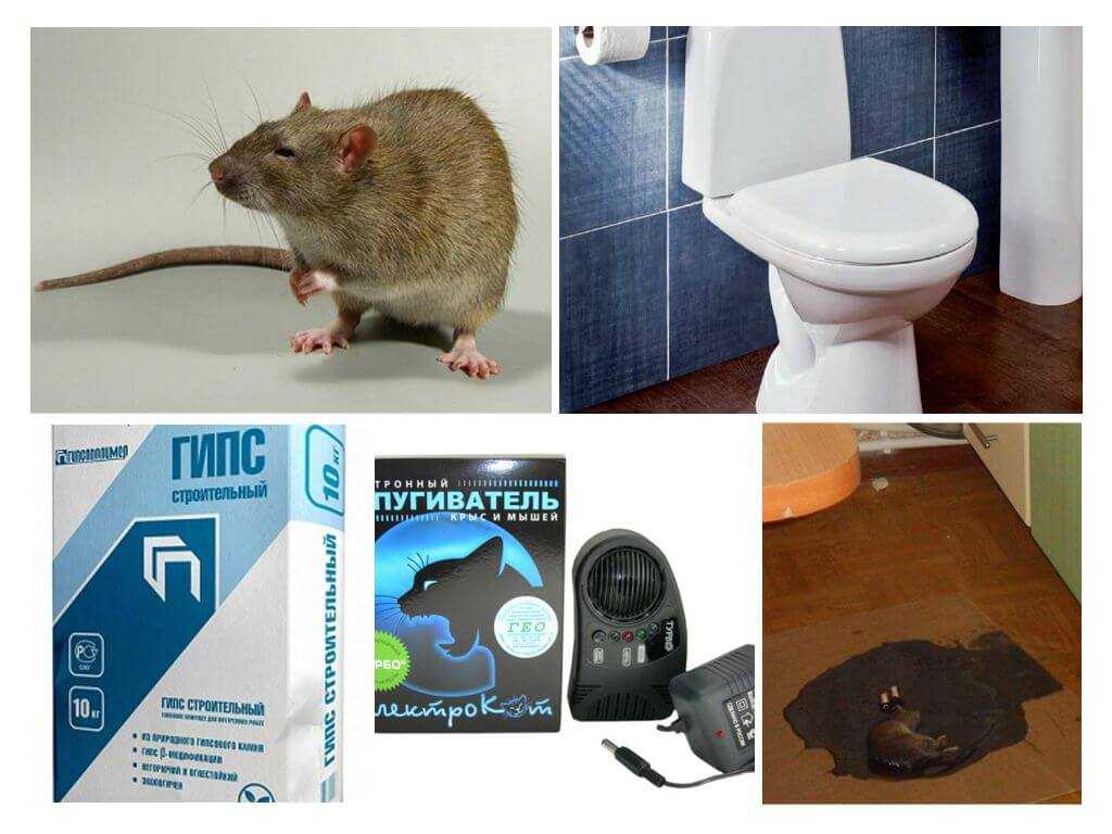 Крысы в канализации и из унитаза: откуда берутся, и как избавиться / как избавится от насекомых в квартире