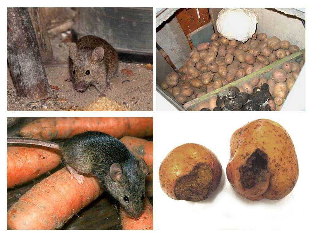 Какая самая большая крыса в мире, как называется и насколько опасна?