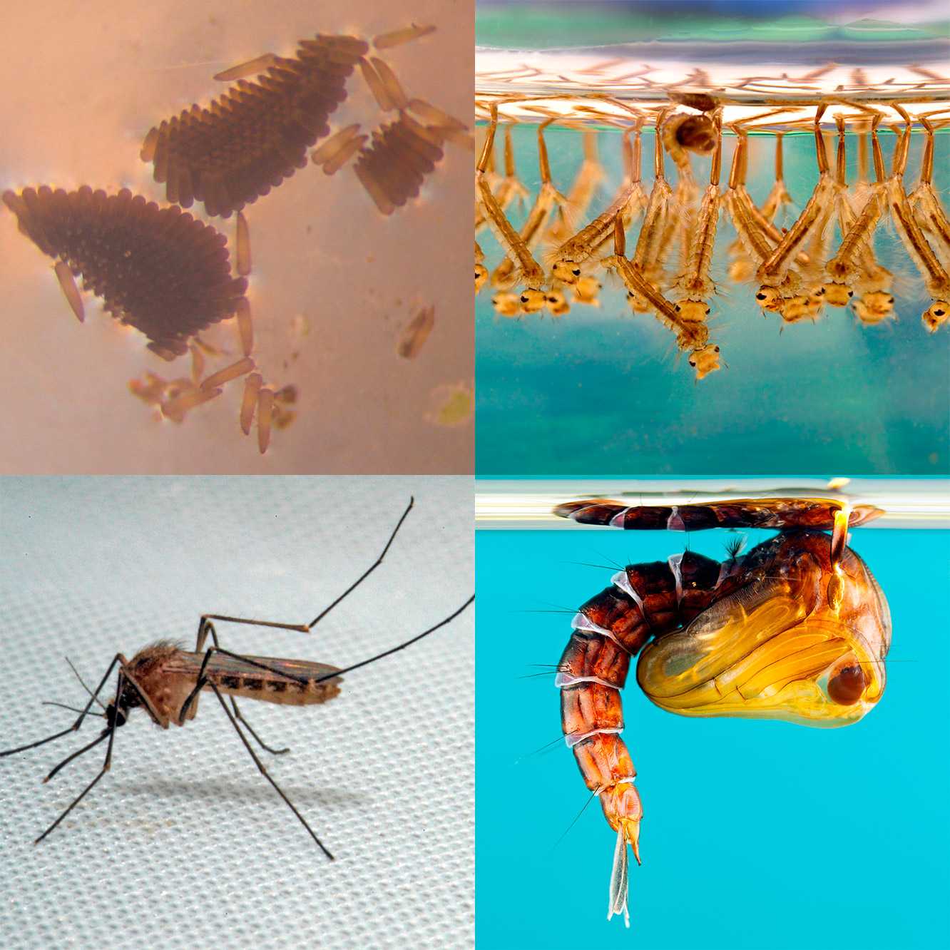 Комары: виды и где они водятся