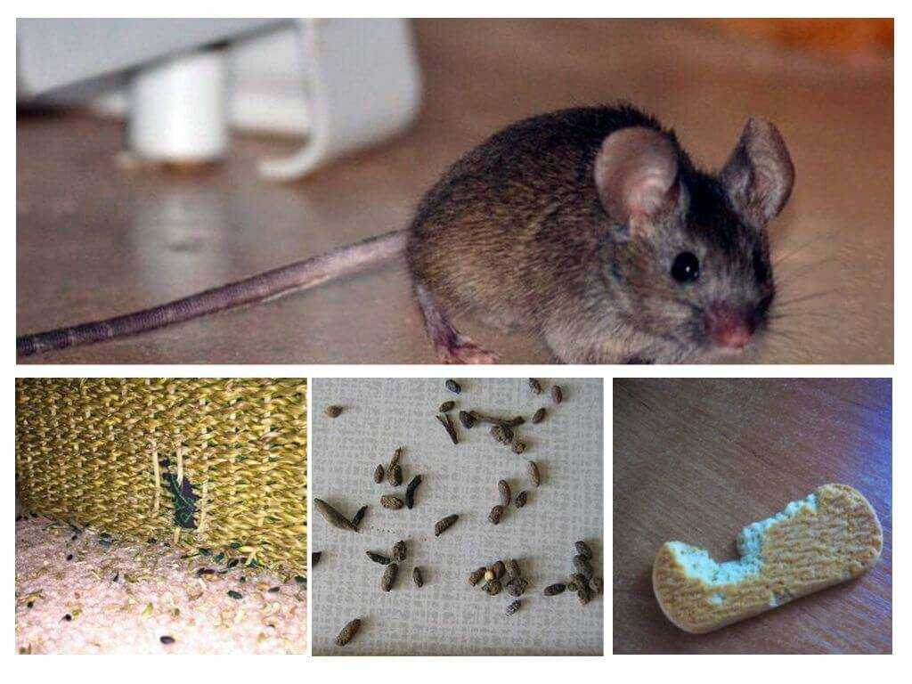 🐁 как избавиться от мышей в квартире и частном доме: эффективные способы