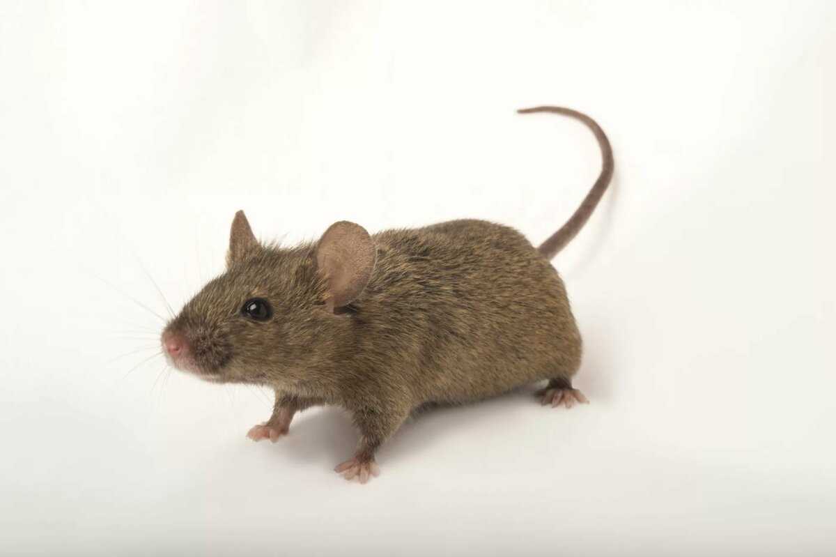 Детальное описание и характеристика лесной мыши: особенности внешности, чем питается грызун, какой его образ жизни и ареал обитания