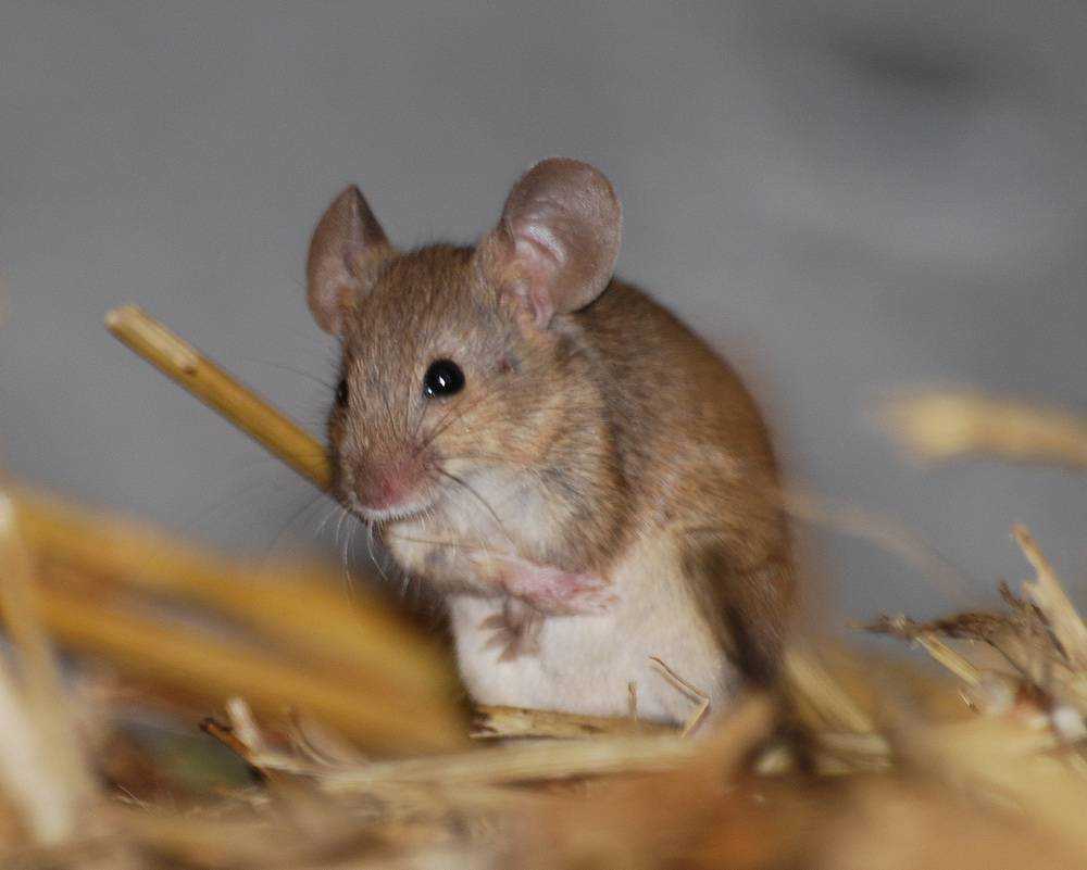 Самая большая мышь по всему миру занесена в Книгу рекордов Гиннеса, поражает размерами, внешним видом Домовую мышь гигантом не назовешь, но в своей категории может также достигнуть внушительных параметров