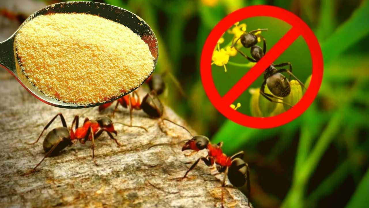 Манка от муравьев на огороде рецепт с фото пошагово