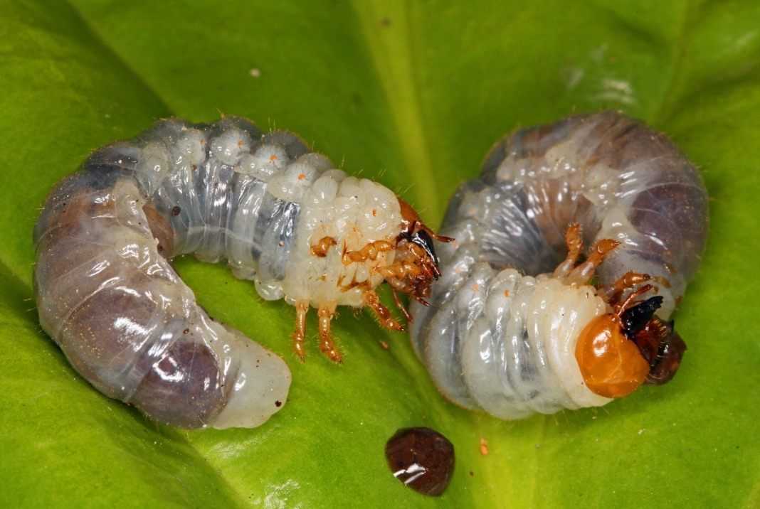 Майский жук. как бороться с майским жуком. польза и вред от майского жука