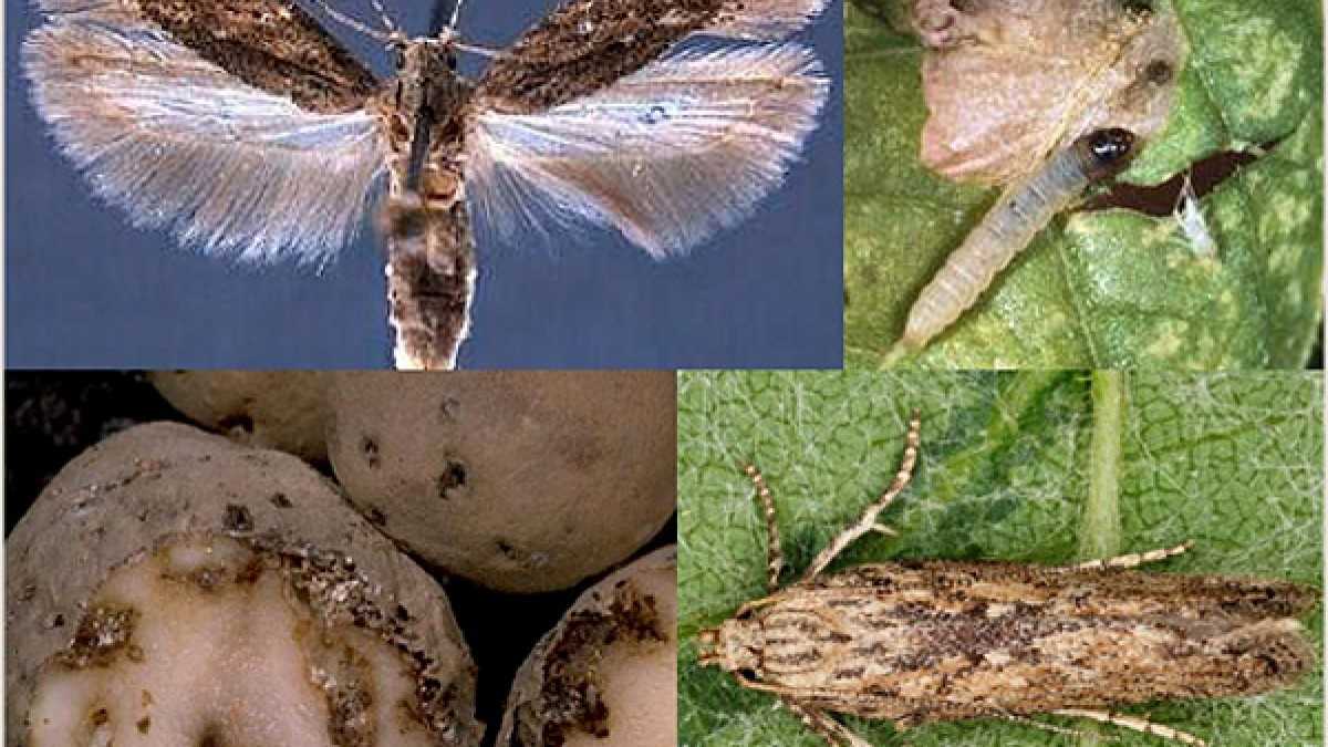 Все о картофельной моли: описание, фото, а также как с ней бороться?