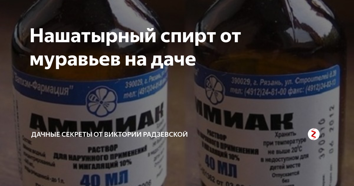 Народные средства для борьбы с муравьями — domovod.guru