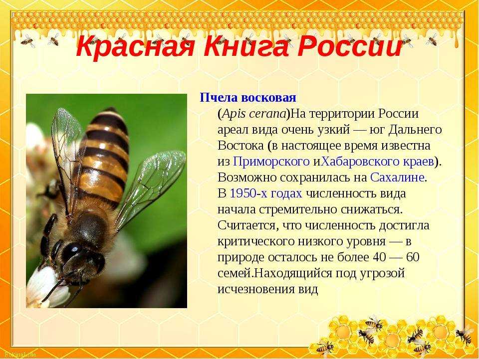 Земляной шмель | мир животных и растений